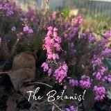 The Botanist