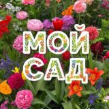 Мой сад