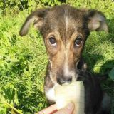 «Щенячий Ангел»