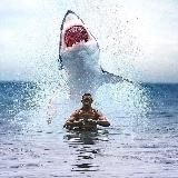 🦈Akulla Mussic🦈