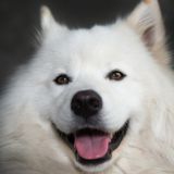 СОБАЧЬКИ🐶