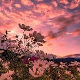 Termux/Python Scripts