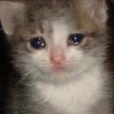 мемы тамерлана