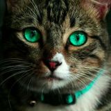 Музыкальный Чат ( #Deep #Trance #Vocal)