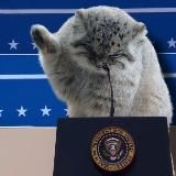 [🙏] romu's catpository