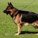 Немецкий авчарка