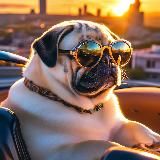 BESTOFTHEPUGS