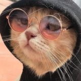Важные статистические опросы