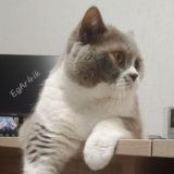 чат егарика🥸