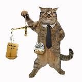 Судья при анкапе за добитие выживших