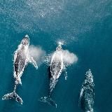 White Whale Family