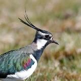 Мурманский берег