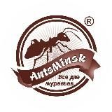 AntsMinsk Official ❤️