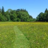 The meadow (Furry survival RP SFW)