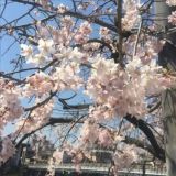 🌸𝚂𝚝𝚊𝚛𝚛𝚢_𝙽𝚒𝚐𝚑𝚝🌸