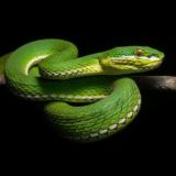 Экзочат 🐍