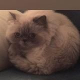 Художник Ёль