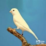 Канарейка_Узб