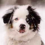 Мой мраморный Джек