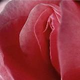 Йони-Хилинг