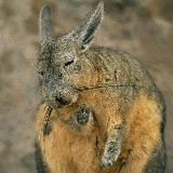 Vyu – Maidenless Edition