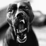 🔥𝓜𝓾𝓼𝓲𝓒𝓪𝓵𝓓𝓸𝓜🔥