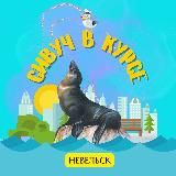 🦭СИВУЧ В КУРСЕ🌅