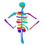 Анатомия: видео конспекты