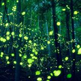 Гопинатх дас • Чат