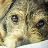 Помощь животным г.Ташкент