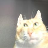 Аничё такой канал)