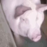 Gerpatiy's Tomb Chamber #NileTG