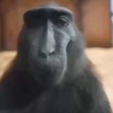 Downsin's Monke Cage