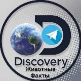 Discovery | Животные | Факты