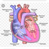 Ички касалликлар_терапия