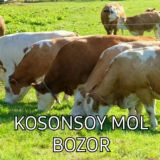 Kosonsoy gaz ⛽️
