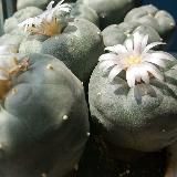 Lophophora