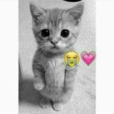 |👑😻✨ ᓚɹ̈Ȋܭ⅃ᓄg ᓄܭg⅃ ᎗̣ɹgȷܭ