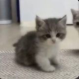 чатик 🤍