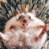 Чат биологов УМСКУЛ