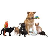 Животные|Объявления|Кропоткин 🐕‍🦺🐈🐠🐍🐢🐇🐁🐀🦔🦜