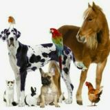 طب الحيوان 🐪🐅🦏🦛🐘🦍🐎🐏🐓🐈🦌🦘🦙🐇🦢🐈🐑