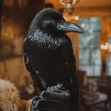 Raven Richard