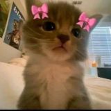 котята