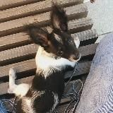 мини Густав