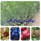 نهالستان البرز «نیک محمدی»