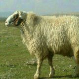 🌾کانال کشاورزان و دامداران کشور