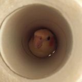 ㅤ ˗ˏˋ𝚁𝚊𝚋𝚋𝚒𝚝 𝙷𝚘𝚕𝚎ˎˊ˗