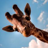 Спік мор інгліш, пліз