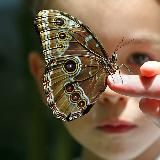 Бремя бабочки